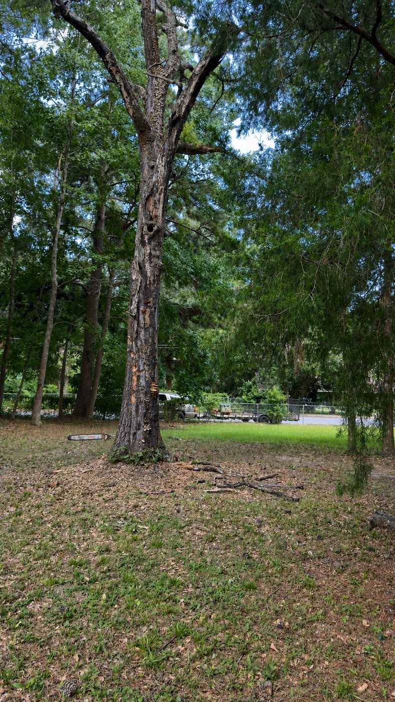 Standing damaged tree before removal